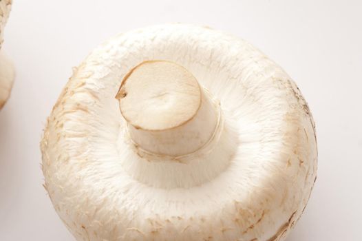 Close-up of one white mushroom upside down