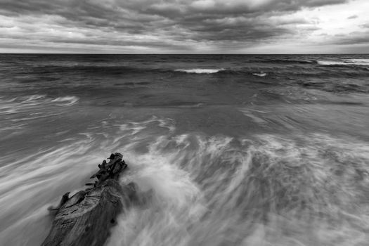 Seascape. Idyllic sunset view with the old tree at the beach in black and white