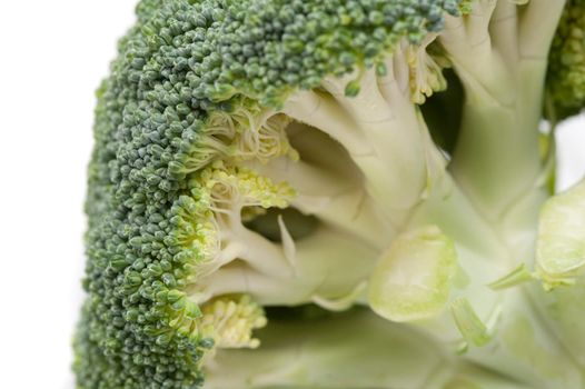 Head of fresh raw broccoli with closeup detail of the edible stalk and flower buds or florets