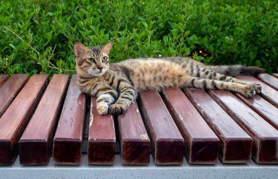 Cat laying on the wooden bench in the park. Outdoors.