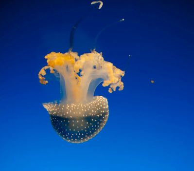 Beautiful white spotted jellyfish with colourful yellow arms and tentacles, swimming underwater in a marine aquarium