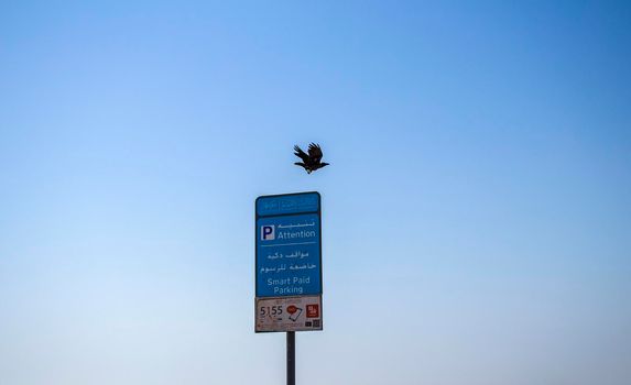 Crow is flying away from parking meter post. Shot was taken in Ajman emirate. UAE. Outdoors