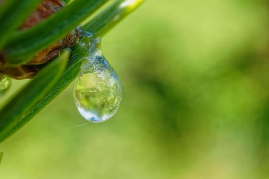 Balsam fir (Abies balsamea) tree oozing resin. The resin is used in burn and cold treatments.