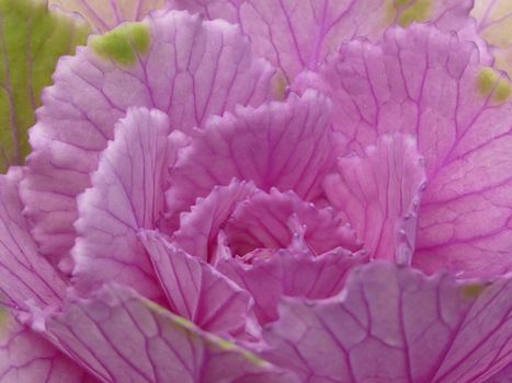 Close-up of a nutritious ripe pink cabbage, natural source of vitamin K, vitamin C and dietary fiber