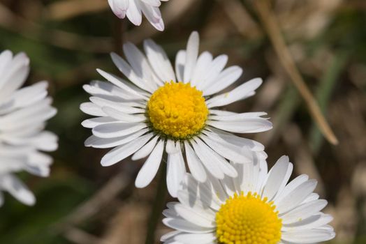 beautiful wild flowers, white daisies of the family Asteraceae