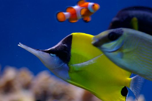 yellow butterfly and clown anenome fish