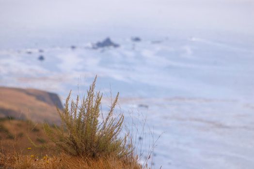 big sur coast abstract, plants on the cliff top with rocks far below