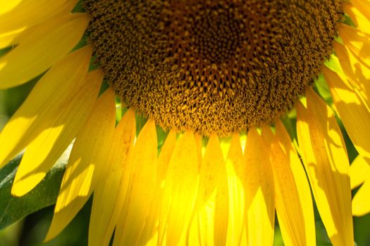 Half of a sunflower flower against a blue sky. The sun shines through the yellow petals. Agricultural cultivation of sunflower for cooking oil