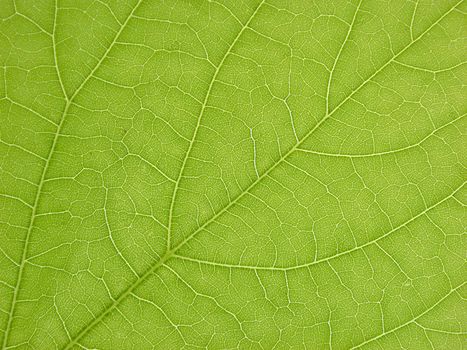 Background texture and natural pattern of the veins on a fresh green leaf for use in bio and eco themed concepts