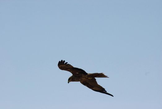 Hawk soaring overhead in a blue sky as it circles looking for prey using wind currents to glide