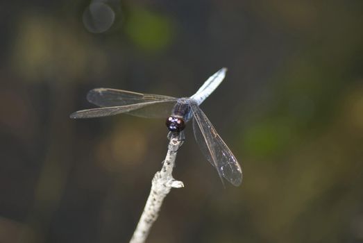 Darter dragonfly on a twig perched facing the camera as it takes a rest from flying over the water in search of prey