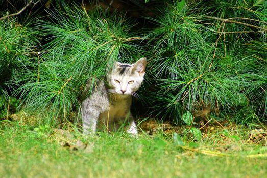 Kitten Under Tree