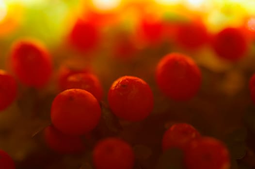 super close up on small red berries