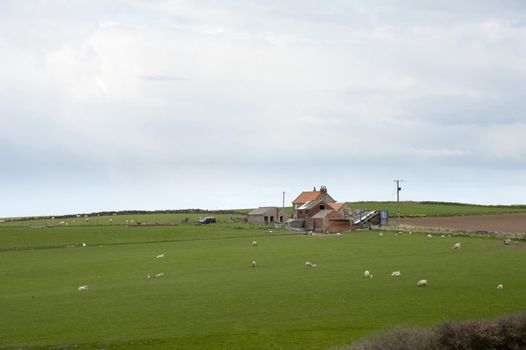 Green agricultural landscape with grazing lambs and sheep in lush pasture surrounding farm buildings