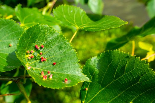 Linden leaves with the lime gall mite, Eriophyes tiliae. Closeup photograph of a linden leaf affected by Eriophyes tiliae galls. High quality photo