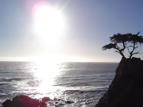 lone cyprus tree on the monterey coast, california