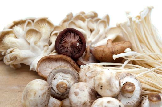 Assortment of edible fresh mushrooms for use as ingredients in gourmet and vegetarian cooking including shitake, oyster and cultivated agaric mushrooms