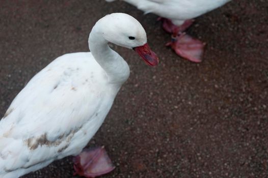 High angle view of a white domestic goose with webbed feet waddling across the ground in a farmyard