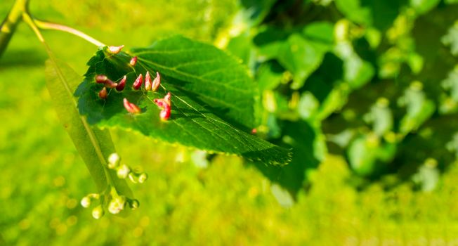 Linden leaves with the lime gall mite, Eriophyes tiliae. Closeup photograph of a linden leaf affected by Eriophyes tiliae galls. High quality photo