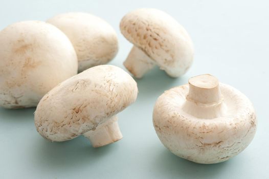 Fresh raw white button mushrooms, or agaricus bisporus, a commonly cultivated culinary mushroom used extensively in savoy and vegetarian cooking