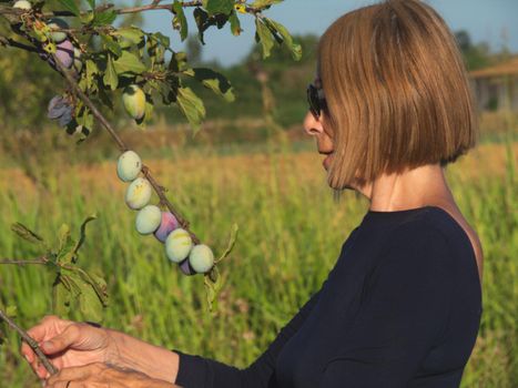 elegant lady picking plums and peaches in a farm during summer
