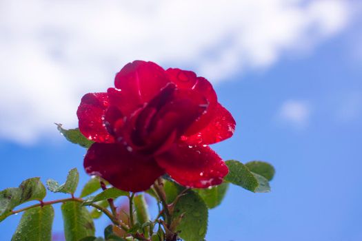 Beautiful roses red flowers, glossy and green leaves on shrub branches against the blue cloudy sky and sun. Red rose flowers against the romantic sky. High quality photo