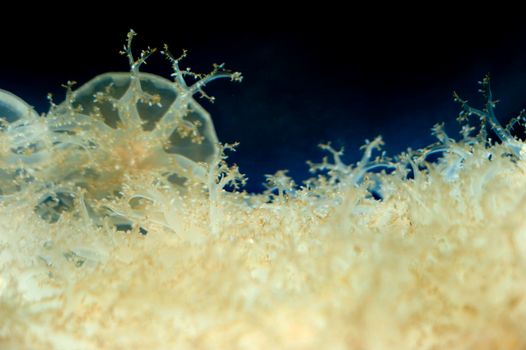 extreme close up on the organic structure of a jellyfish