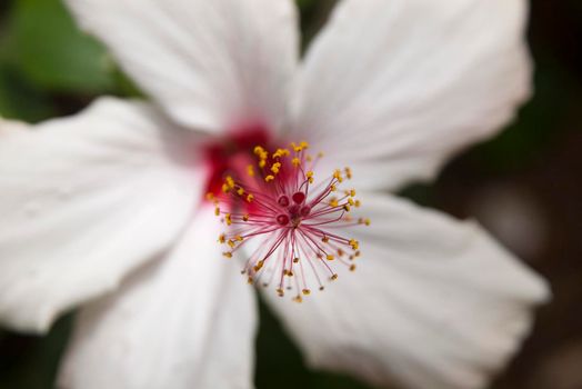 macro image of a white azalea flower 