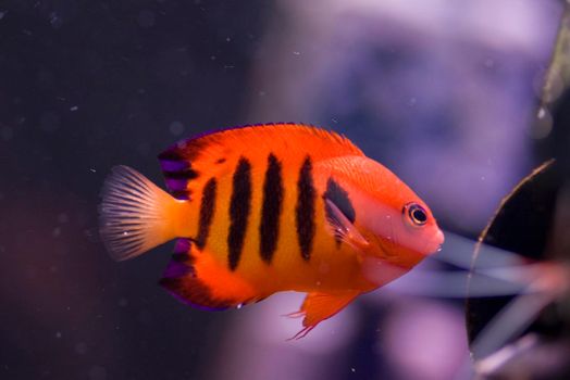 a bright orange flame angel fish