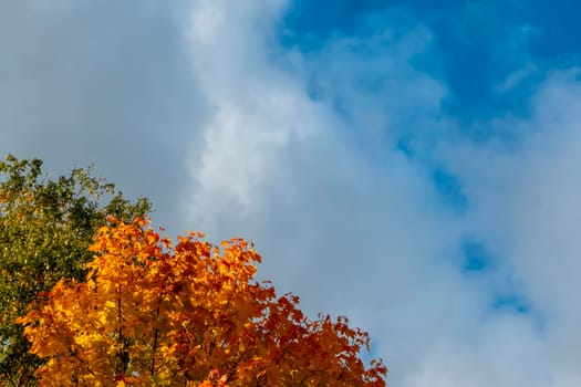 Blue sky with white clouds over the crown of a tree with red and yellow leaves. High quality photo