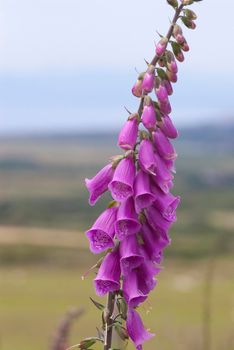 Digitalis a flowering foxglove head 