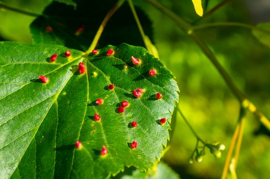 Linden leaves with the lime gall mite, Eriophyes tiliae. Closeup photograph of a linden leaf affected by Eriophyes tiliae galls. High quality photo