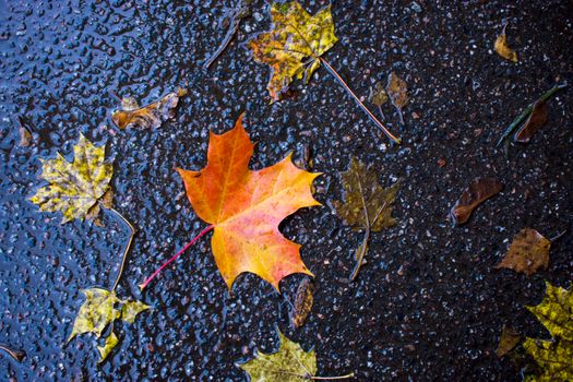 Autumn fallen maple leaves on asphalt, yellow, green. Autumn leaves spread out on the wet and black asphalt. horizontal photo for banner, background. High quality photo