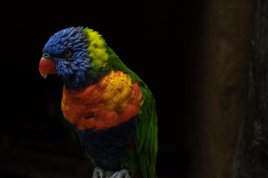 Closeup at colorful very beautiful parrot perching on a log. High quality photo