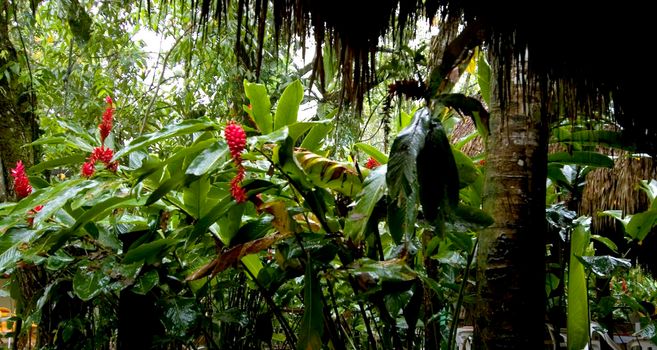el panchan tropical rainforest jungle, mexico