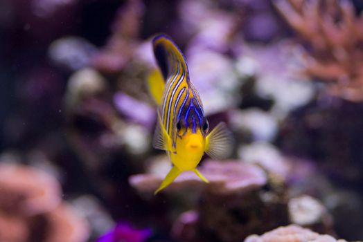 distinctive yellow and blue stripes of a yellow angel fish