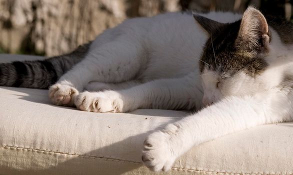 a sleeping short haired domestic cat