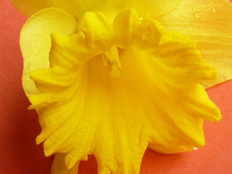 Fresh yellow daffodil flower with drops of water on fragile petals, viewed in macro close-up on orange surface