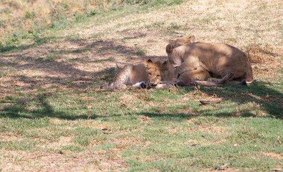 a pride of sleepy lions under the shade of a tree