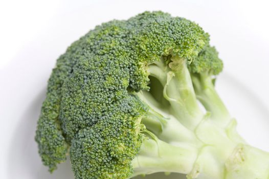 Head of fresh broccoli showing the mass of tiny florets or flower buds and edible stalk, over white