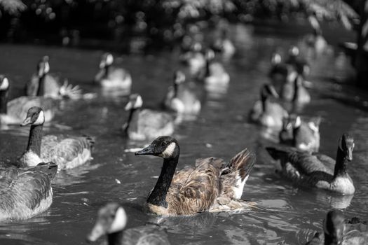 Wild Canadian geese swimming around the tranquil lake in black and white. High quality photo