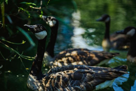 canadian goose swimming on a lake beautiful colors. High quality photo