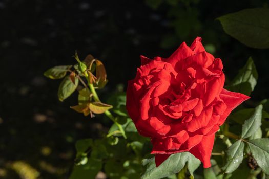 Close-up of beautiful red rose in the garden. High-quality photo