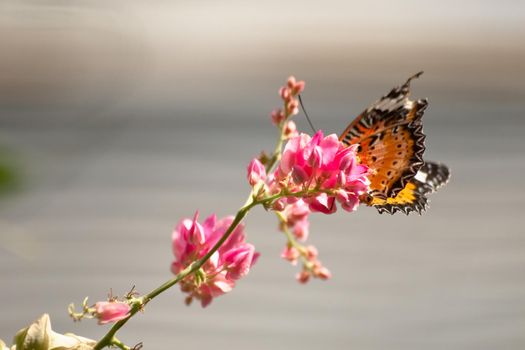 Monarch butterfly.