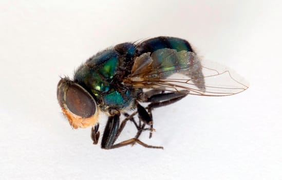Closeup of a dead breen fly on white background with detail of the wing and compound eye