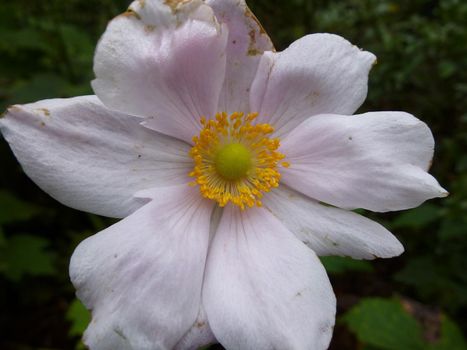 Nature Close Up of Delicate Pink Flower with Yellow Center and Damaged Petals