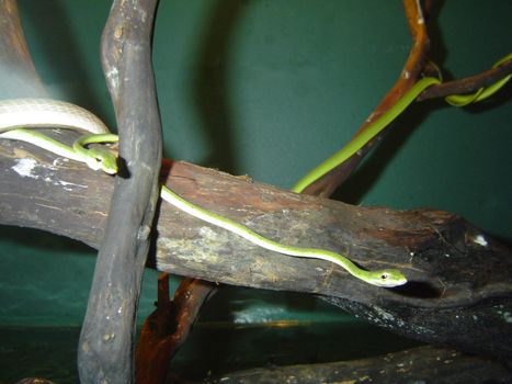 green tree snakes in snake tank vivarium
