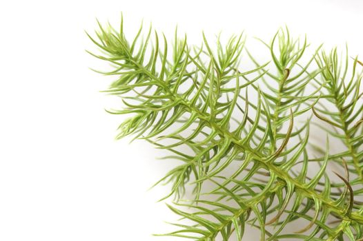 Close up of the fresh green needles of a Norfolk Island pine branch on a white background with copyspace conceptual of Christmas