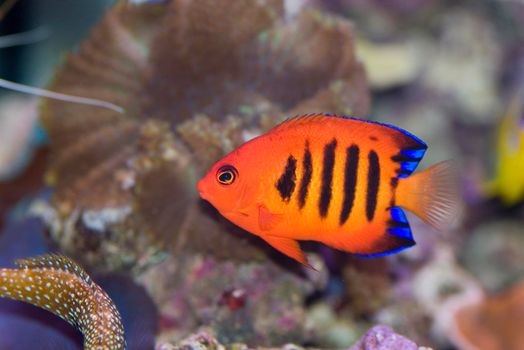 a bright orange flame angel fish