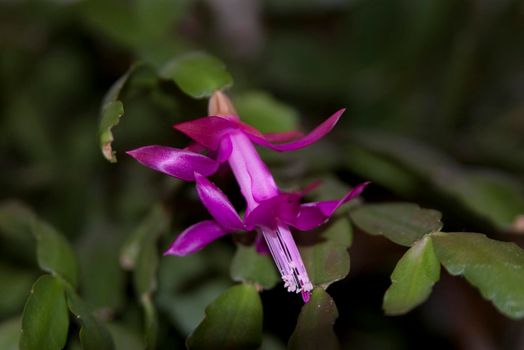close up on a purple flower of a flowering christmas cactus